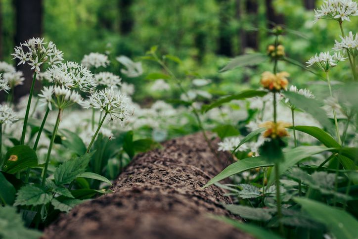 Découvrir les plantes sauvages gourmandes et médicinales