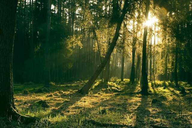 Visite des micro-forêts jardins participantifs de saint-pierre-du-mont