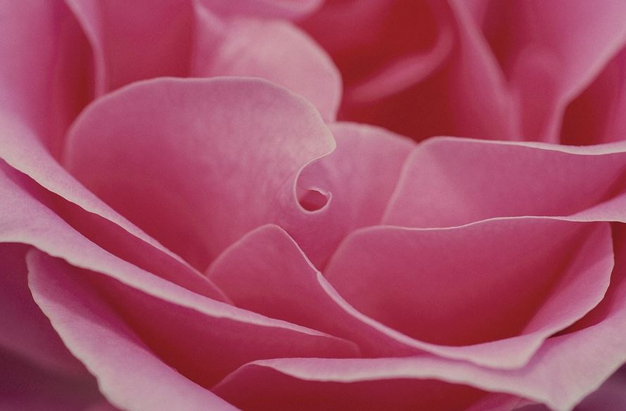 Saint-Pierre en rose