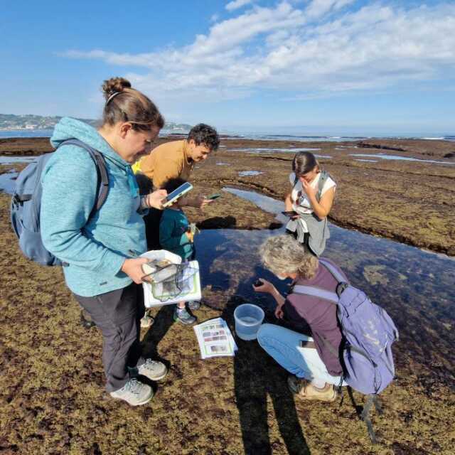 Observateurs du Littoral : découvrez la richesse de la biodiversité de l’estran rocheux.