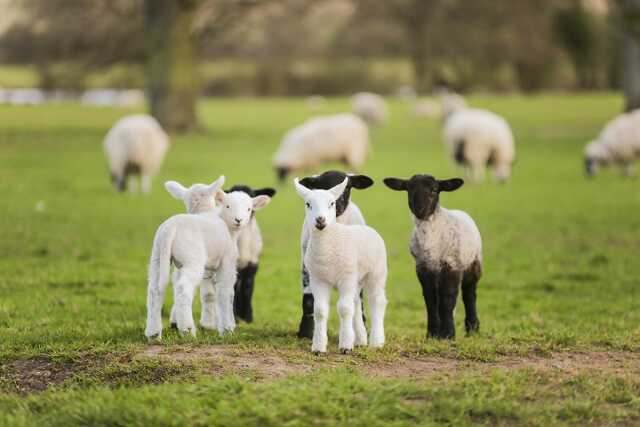 Transhumance de Mouton Village 2025