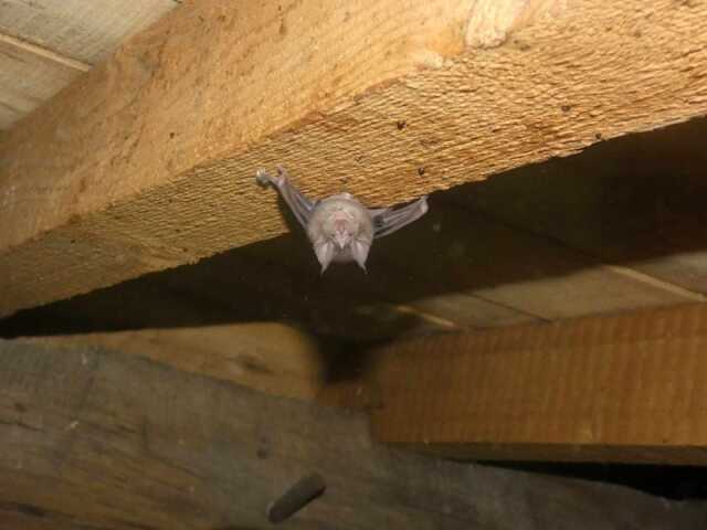 Rencontre avec les chauves-souris, étonnant mammifère volant