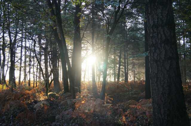 DANS LES FÔRÊTS : De la Bretagne aux Pyrénées