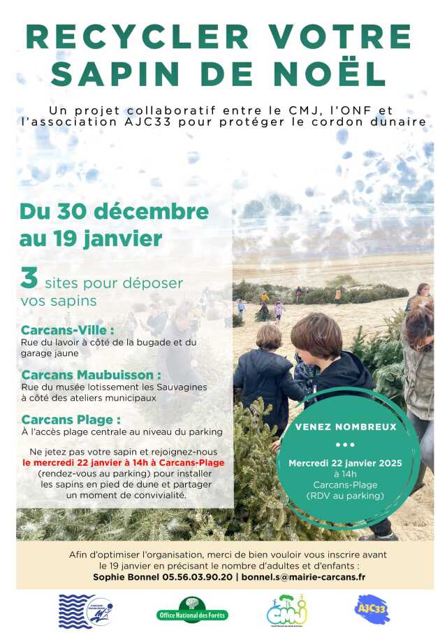 Installation des sapins en pied de dune pour la protection du cordon dunaire