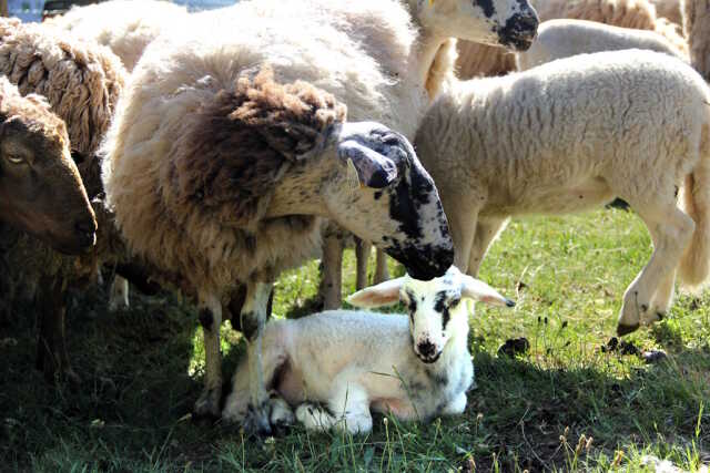 Fête de la laine et du mouton