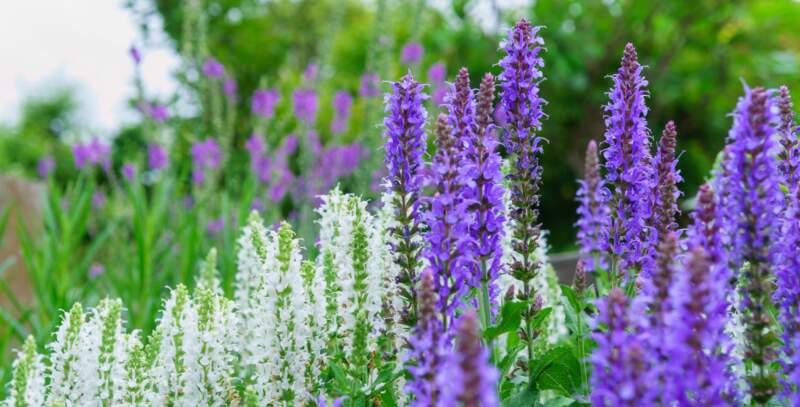 Atelier Terra Botanica : Les Sauges