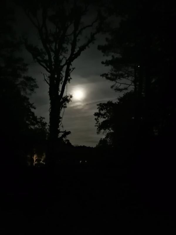 Bain de forêt de la pleine lune