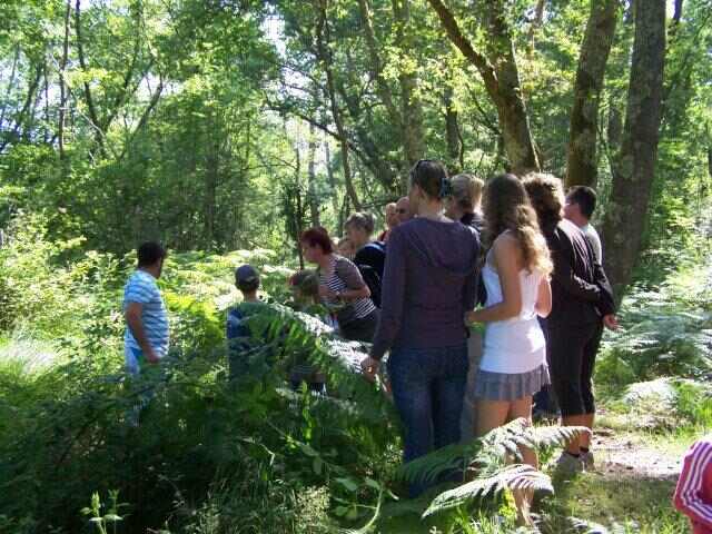 Promenade nature en forêt sur l'histoire et la gestion de la forêt landaise