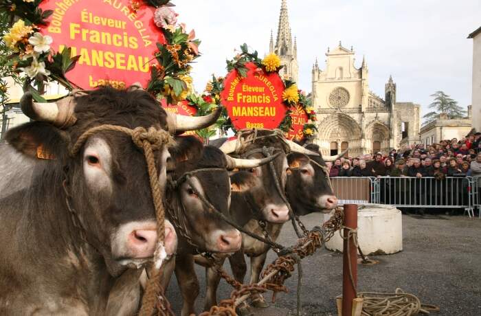 Fête des Boeufs Gras de Bazas