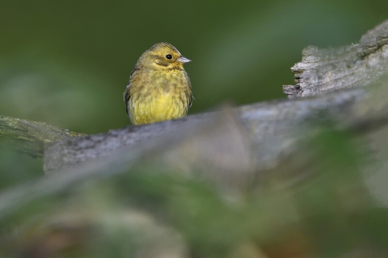 Sortie nature - Oiseaux des villes et des champs