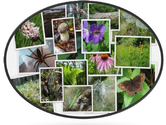 Acquérir les bases en botanique