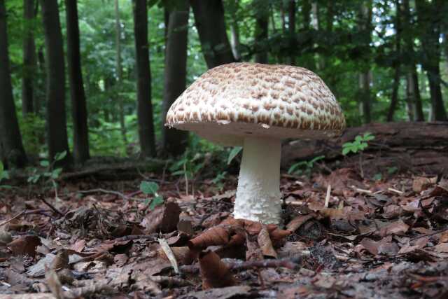 Sortie champignons en forêt d'Epagne