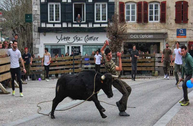 Course de vaches dans les rues.