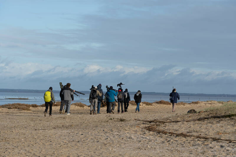 Formation aux oiseaux du littoral : weekend oiseaux migrateurs