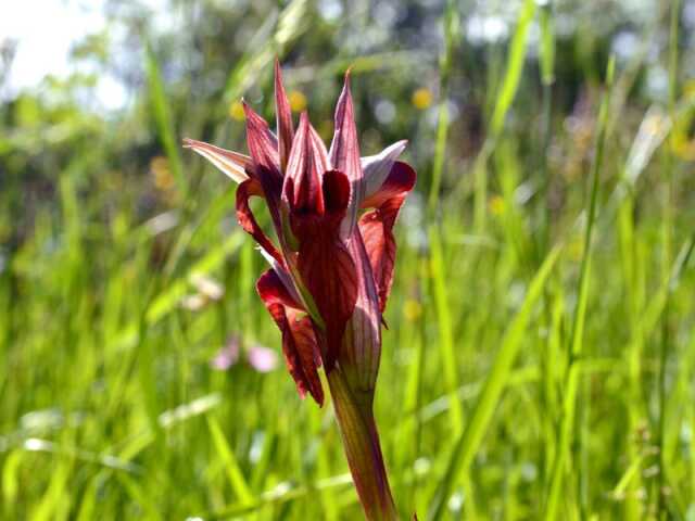 Sortie Natura 2000 