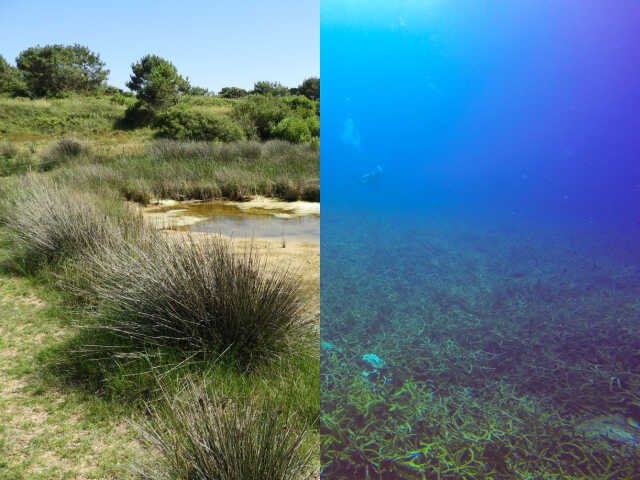 La mer ou la mare ?