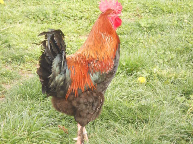 Exposition Nationale d'Aviculture