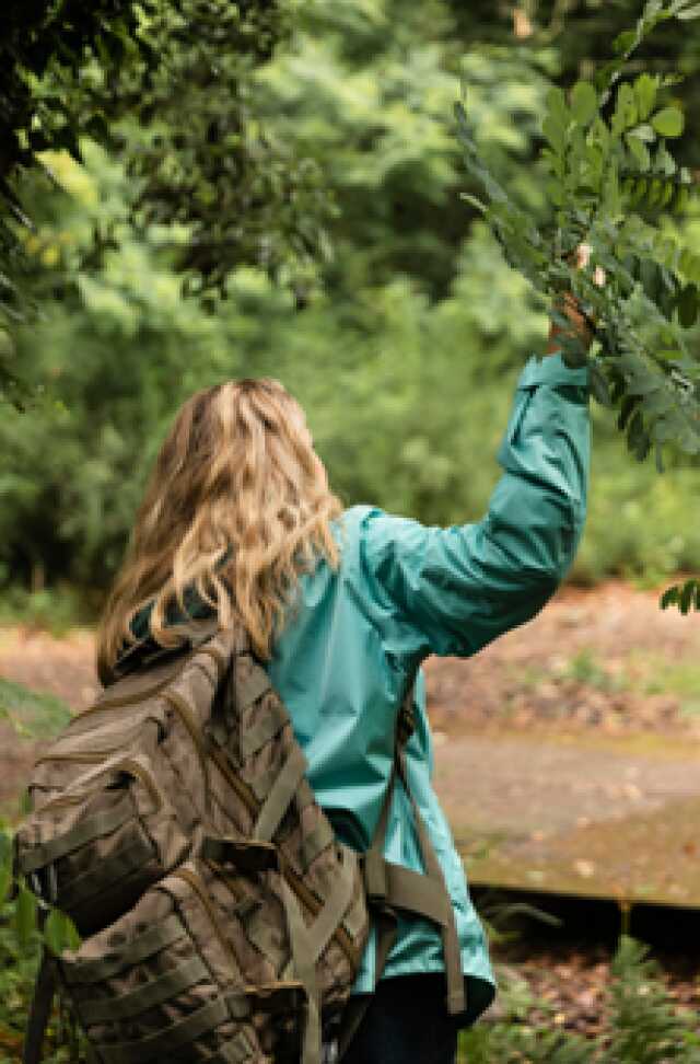 Itinéraires : Les arbres / Balade naturaliste « arbres comestibles »