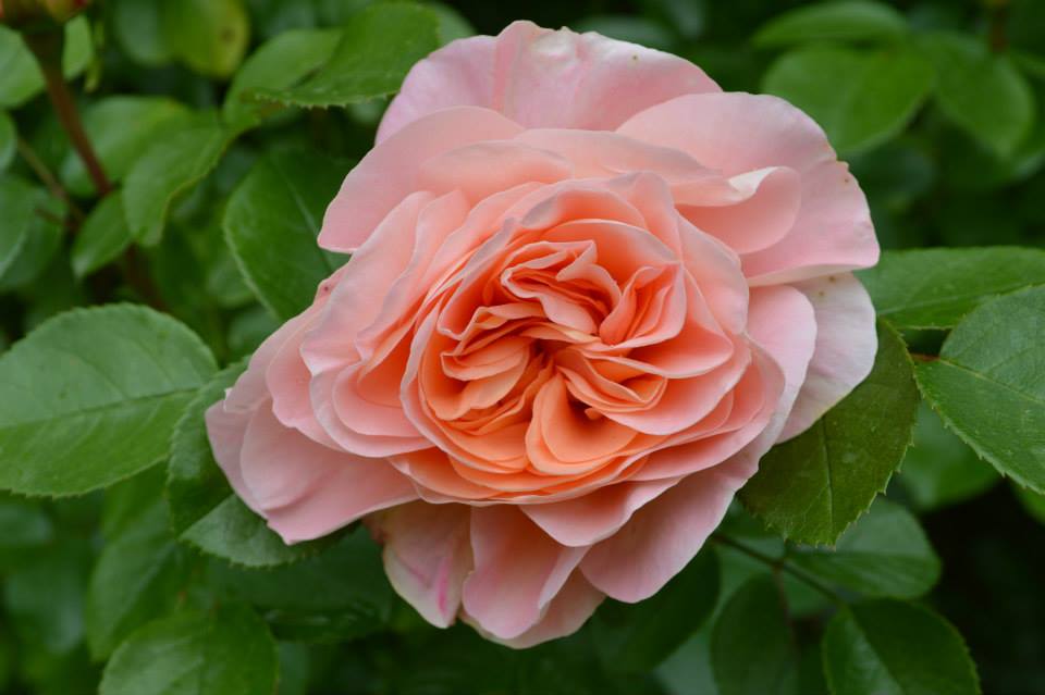 Rendez-vous aux jardins au Jardin de Boissonna