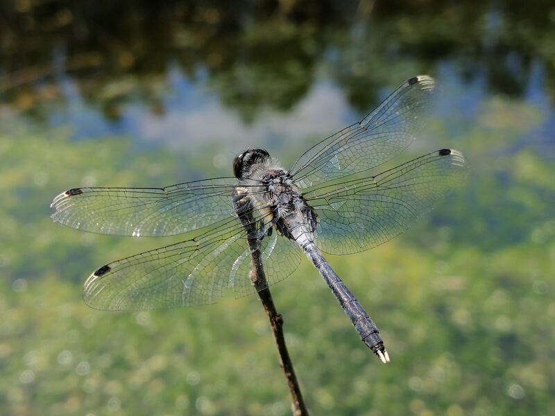 Libellules et zones humides