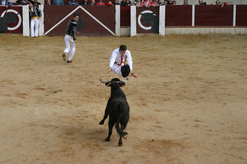 Course landaise : journée coursayre