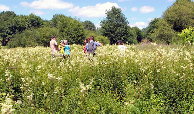 Chantier participatif : Limitation des saules