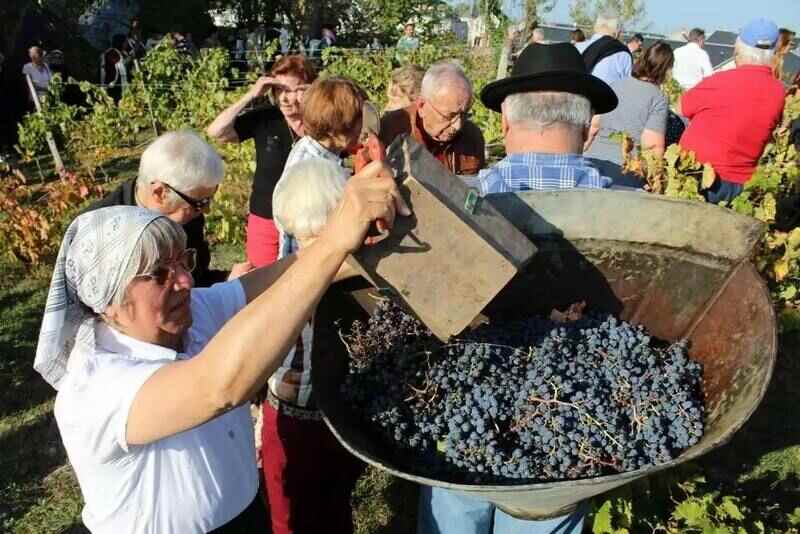 Les vendanges de la Cité Libre du vieux Thouars