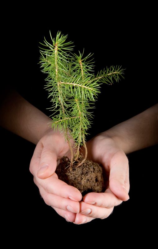 Découvrir les plantes sauvages gourmandes et médicinales