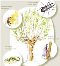 Journées du Patrimoine - Sortie nature - Atelier d'illustration naturaliste