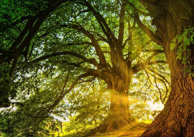 Atelier “Fresque de la biodiversité ”