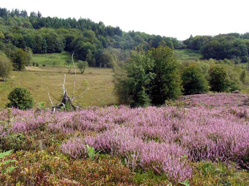 Les journées du patrimoine – Tourbière des Dauges