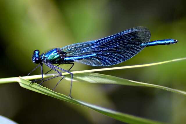 Sortie naturaliste sur les libellules