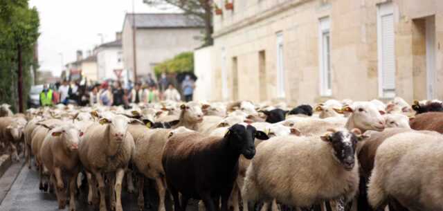 Transhumance