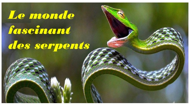 Conférence - le monde fascinant des serpents