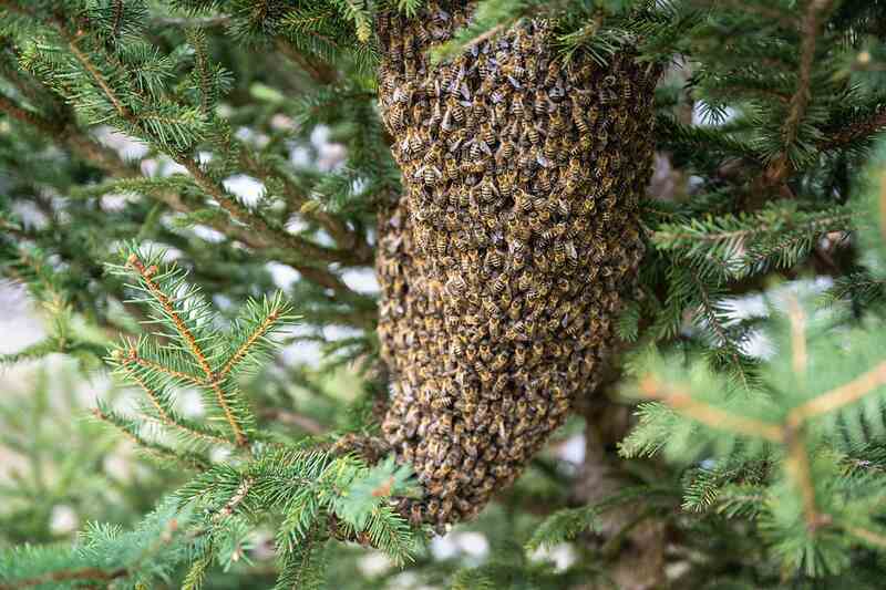 Journée d'initiation à l'apiculture