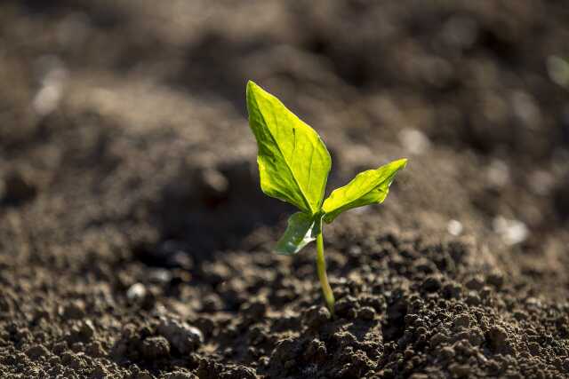 Ciné-débat : Permaculture, la voie de l'autonomie