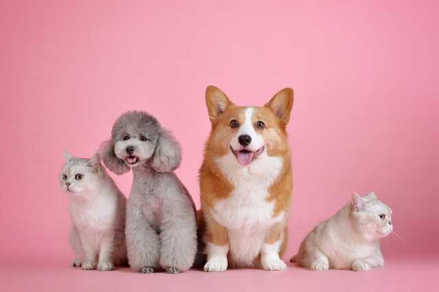 Salon des animaux et du bien-être animal - Limoges