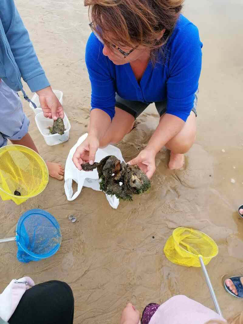 Au gré des marées / Découvrir la pêche à pied