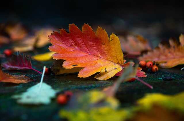 Fête de l'automne de la grainothèque