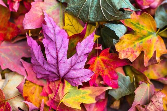 Foire aux fruits d'automne