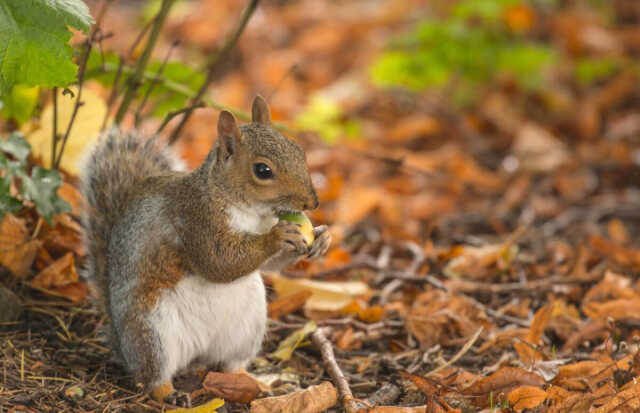L'automne : la nature en mouvement !