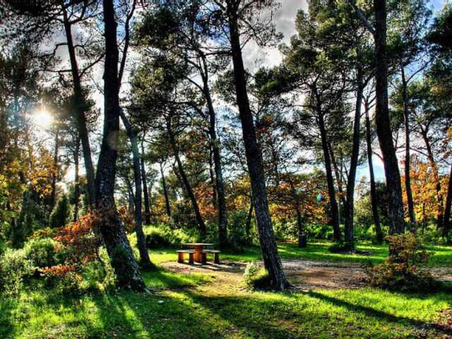 Chantier participatif : plantation d'arbres