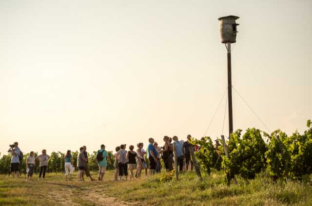 Balade guidée dans le vignoble de Buzet avec un découvreur de pays
