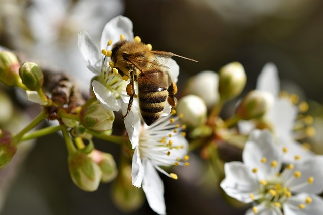 REFLEXION SUR UNE APICULTURE POUR DEMAIN