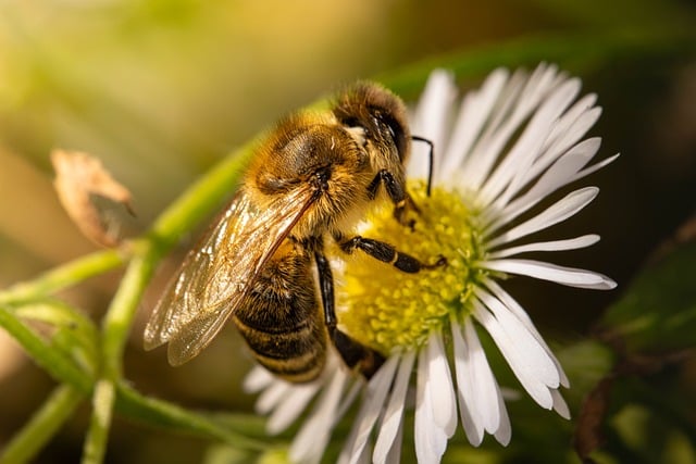 Fête de l'abeille