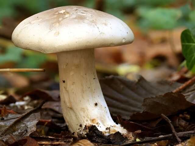 Balade « Cherchons les champignons ! »