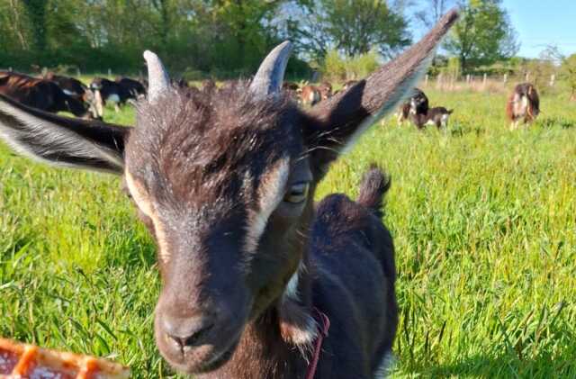 La Ferme à Roulettes | Fête du lait bio