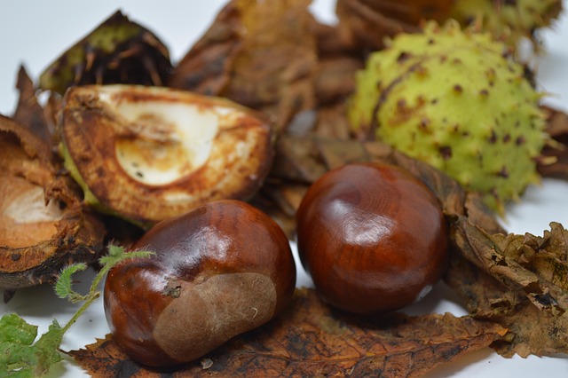 33ème championnat de France de conkers