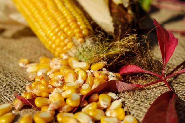 Conférence : Sécurité alimentaire, agriculture et résilience territoriale