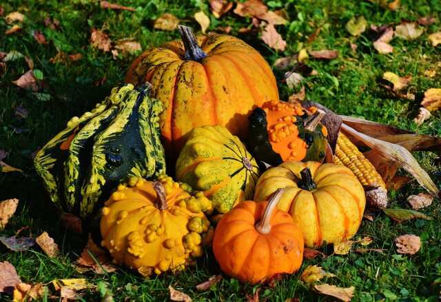 Courges en fête